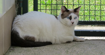 #PraCegoVer: Fotografia da gata Mirra, ela está sentada no chão, tem a cor branco e os olhos azul claro.