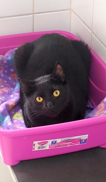 #PraCegoVer: Fotografia do gato Missandae, sua cor é preto e seus olhos são amarelo.