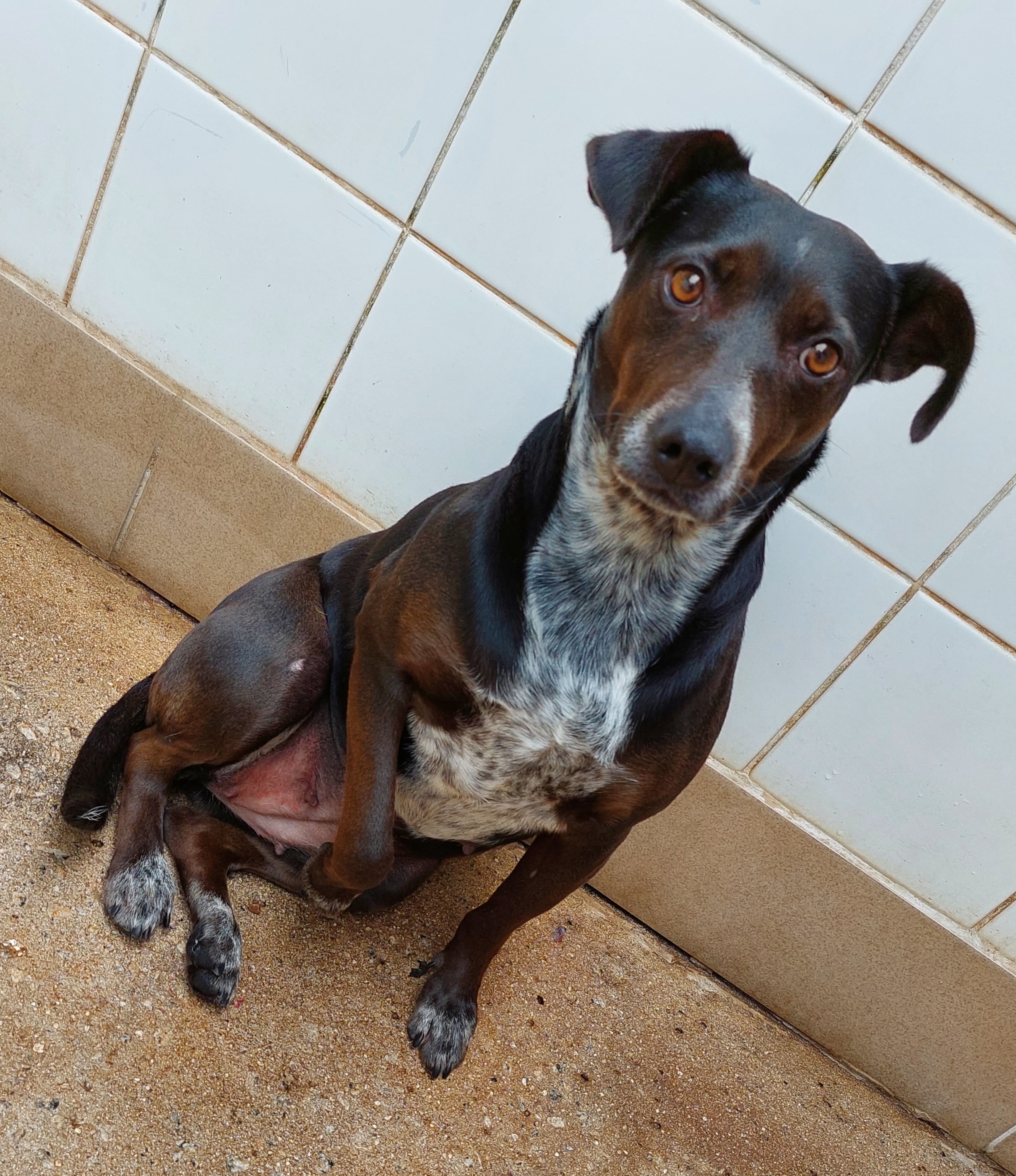 Madalena possui pelo preto com manchas brancas na região do focinho, do peito, da barriga e do pescoço. Ela está sentada olhando para câmera.