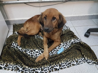 #PraCegoVer: Fotografia da cachorra Madonna, ela está deitada em cima de um cobertor, sua cor é marrom. Está olhando fixadamente para a câmera.