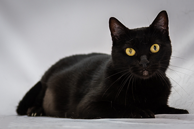 #PraCegoVer: Fotografia da gata Magali. Ela é de cor preta e tem os olhos amarelo.