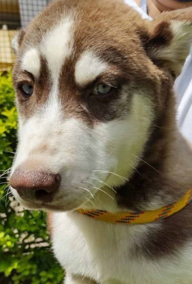 Magali possui pelo branco e marrom, olhos azuis e ela está olhando fixamente para câmera.