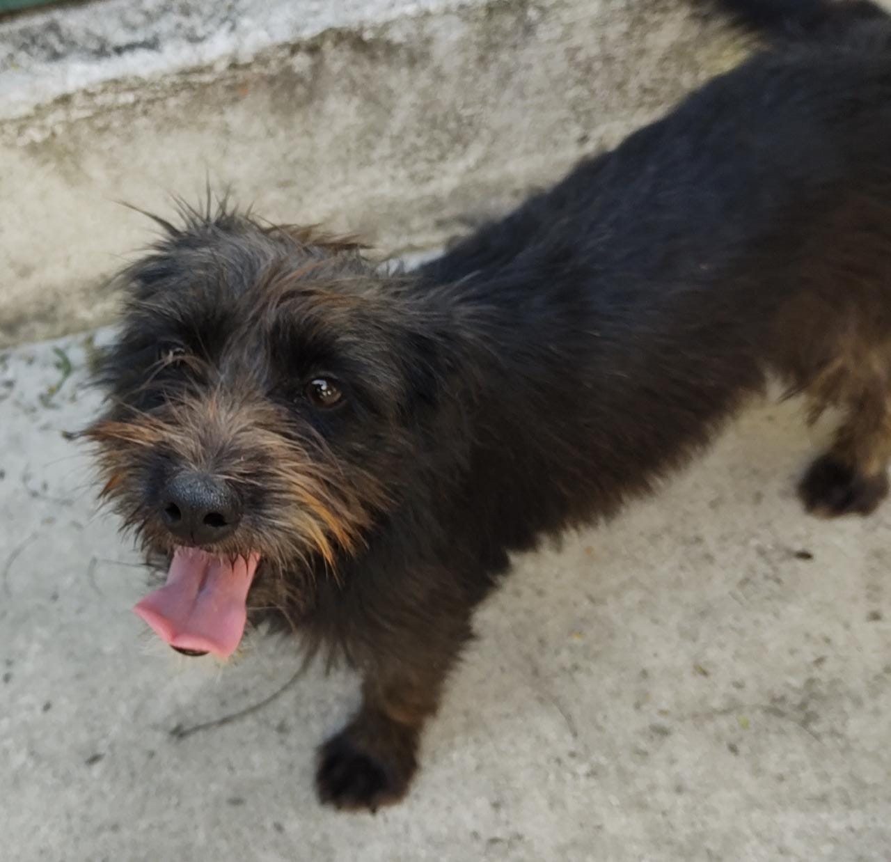 Maju possui pelo preto. Ela está em pé com a língua pra fora.