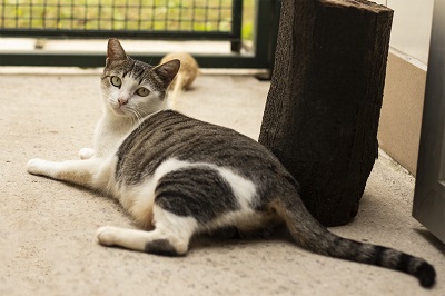 #PraCegoVer: Fotografia da gata Mamy, ela tem as cores branco e cinza. Tem os olhos verde.