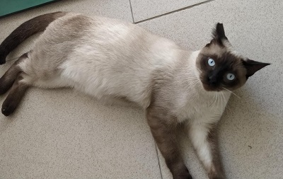 #PraCegoVer: Fotografia do gato Mandetta. Ele tem as cores branco, marrom e preto. Seus olhos são azul.