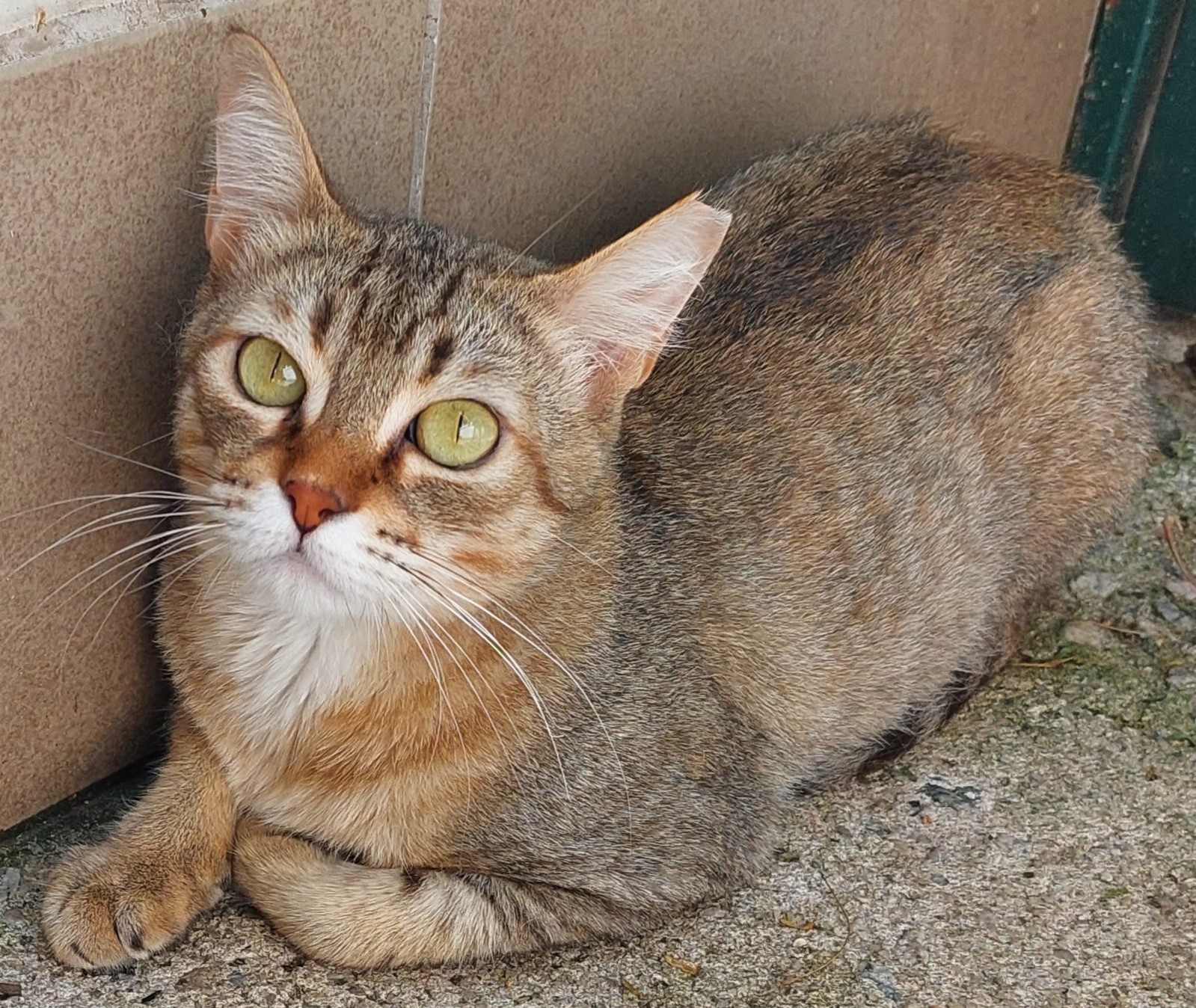 Marge está deitada olhando para cima. Ela tem o pelo marrom claro na cabeça e no pescoço e marrom escuro no resto do corpo, ela também tem o focinho branco e os olhos verdes. 