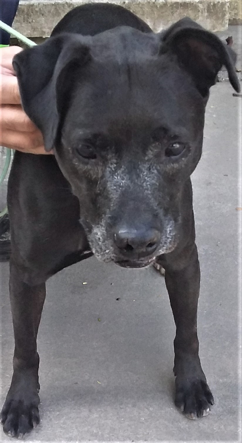 Margot possui pelo preto com manchinhas brancas na região do focinho. Ela está em pé olhando para câmera.