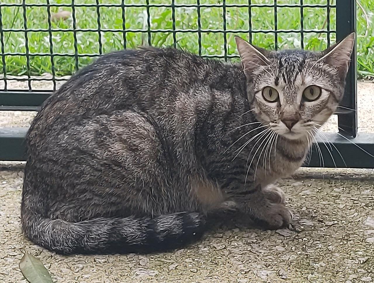 Mari possui pelo cinza escuro com manchas pretas e olhos verdes.