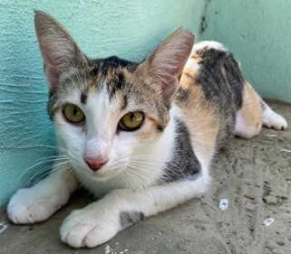 Meg está deitada no chão em frente a uma parede verde. Seu pelo tem muitas cores, branco, preto e marrom claro.