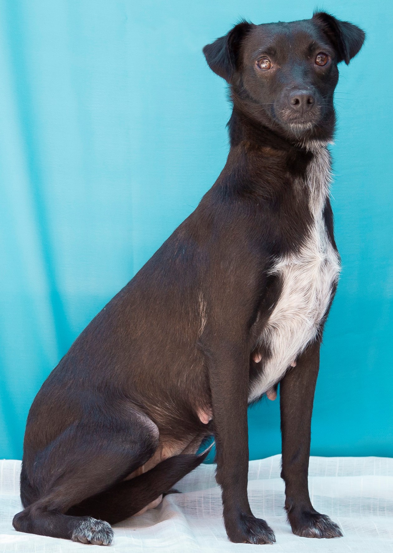 Mellita tem o pelo branco na barriga mas preto pelo resto do corpo e seus olhos são escuros. Ela está setada em cima de um pano branco e em frente a um fundo azul