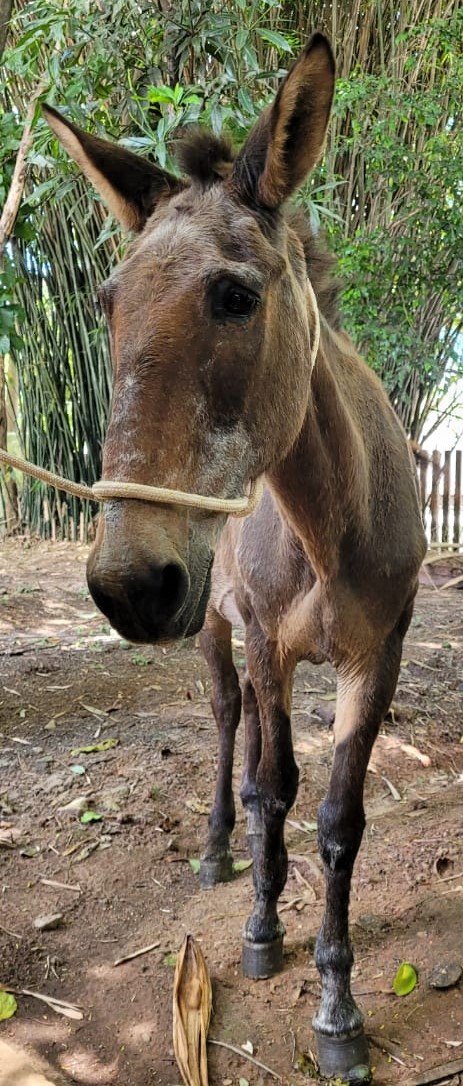 Mello tem pelo marrom e está ao ar livre. Ao fundo há algumas plantas.