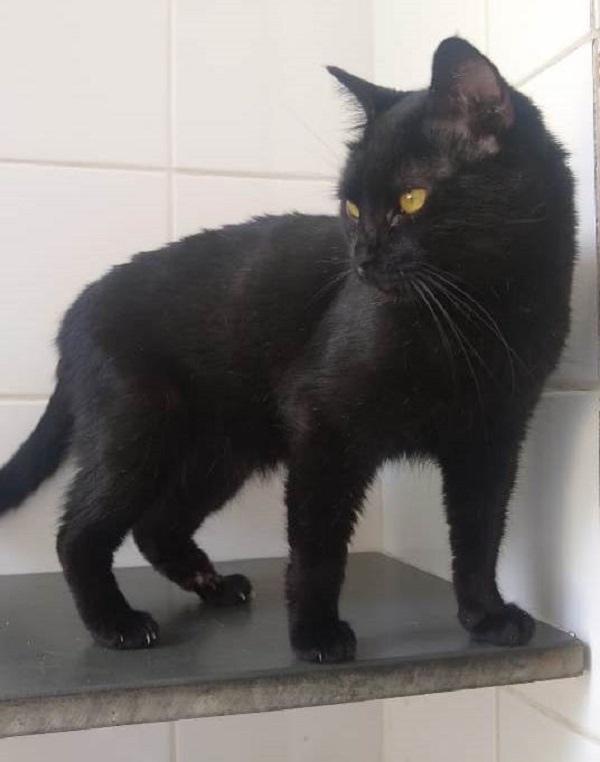 Fotografia do gato Meninão, ele tem sua cor é preto e seus olhos são amarelos, está olhando para o lado enquanto é fotografado. 
