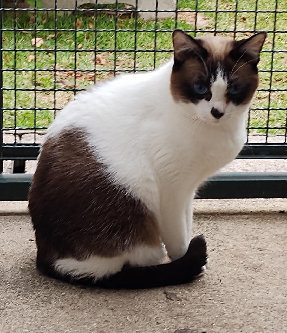 Miudinha possui pelo branco com manchas marrom escuro na região do tronco, da cauda, das orelhas e dos olhos. Ela está sentada e possui olhos azuis.