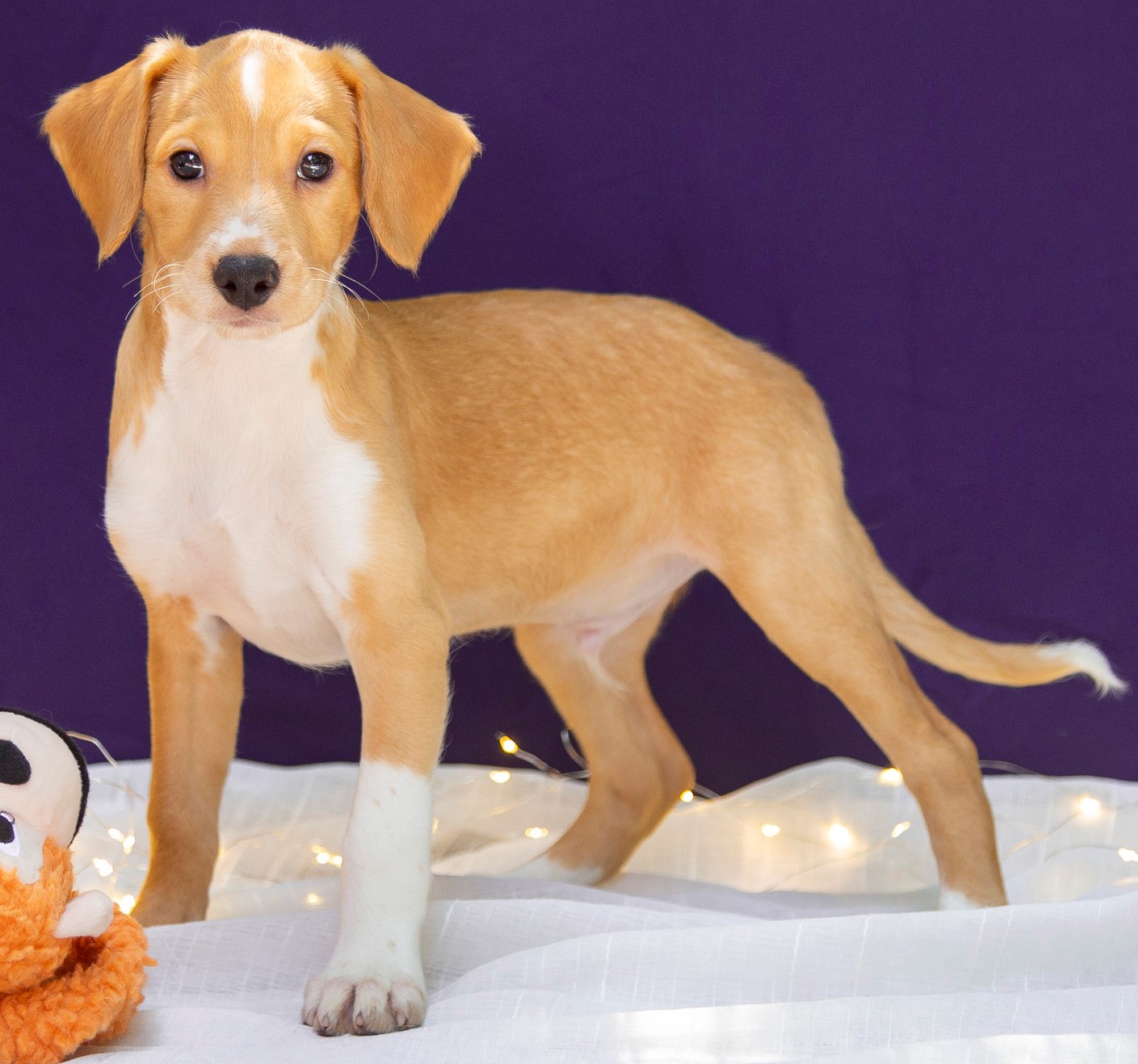 Moscou é um filhote de cachorro. Tem pêlo caramelo e branco. Está em pé sobre um tecido branco onde há luzes de Natal, ao seu lado, um brinquedo. Ao fundo, uma parede azul