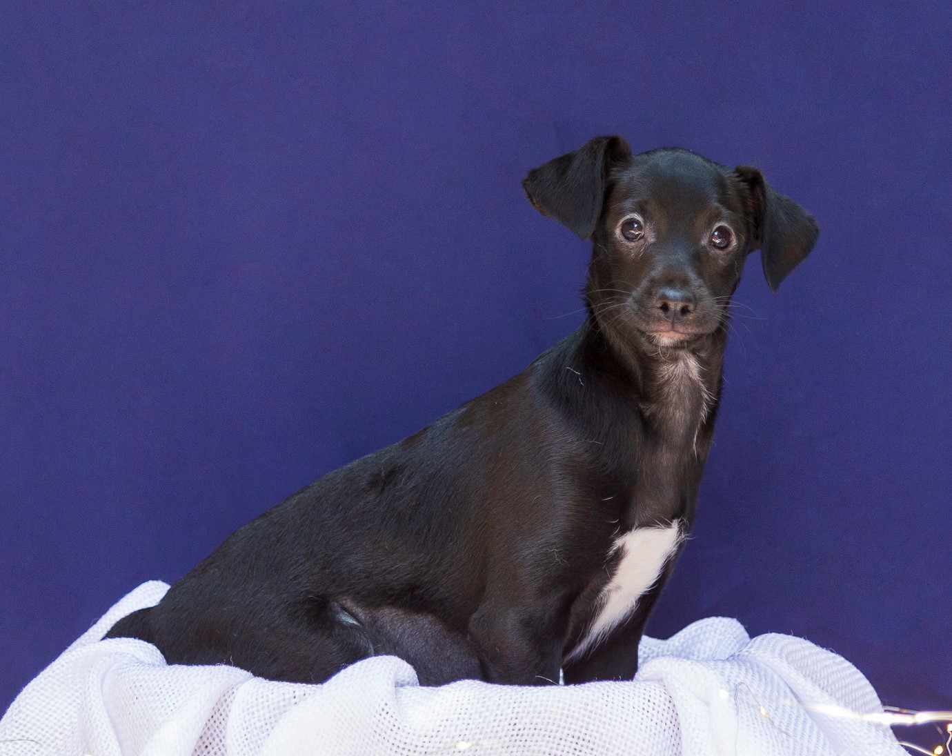 Munique é uma cachorrinha de pelo preto. Na região do pescoço e peitoral o pelo dela é branco. Ela está sentada em um pano branco e ao fundo há uma parede azul escuro.