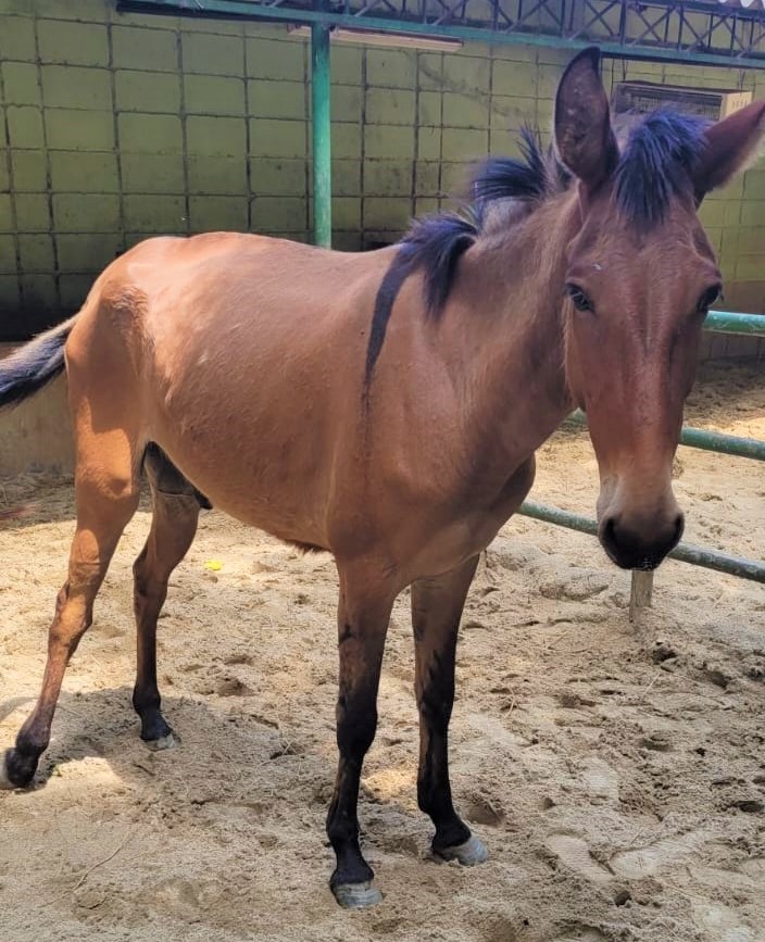 Nelson possui pelo marrom com manchas pretas na região das patas. Ele está em pé em um chão com areia.