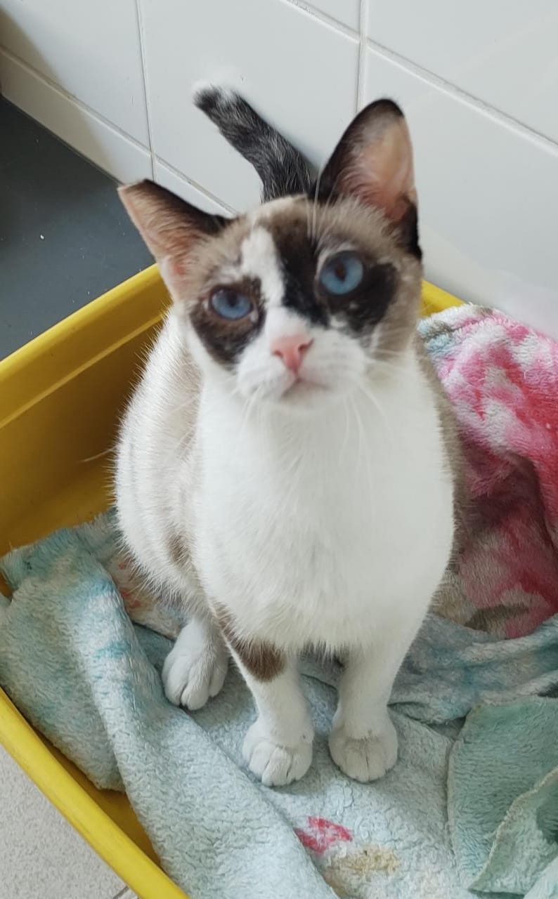 Nenê possui pelo branco com manchas marrons na região dos olhos, das orelhas, da cauda e na perna direita. Ela está sentada em cima de um pano azul claro.