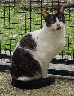 Nenezinha está sentada e tem pelo branco e preto pelo seu corpo.