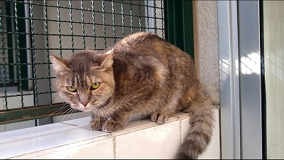 #PraCegoVer: Fotografia da gata Nina. Ela tem as cores cinza e preto, seus olhos são amarelo.