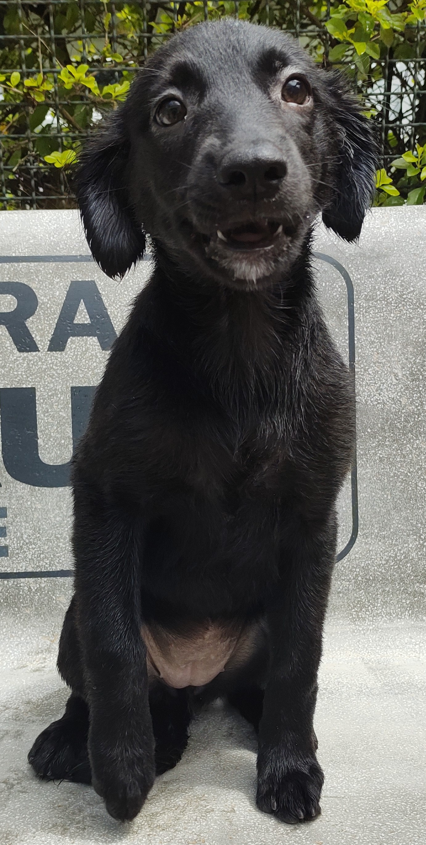 Nina Simone possui pelo preto com uma mancha branca na região da boca. Ela está sentada olhando para câmera, com a boca aberta.