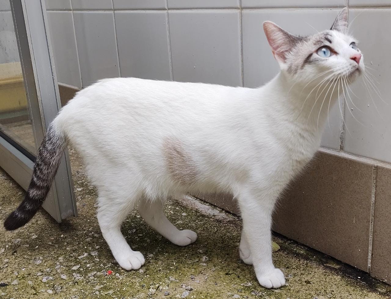 Oásis tem pelo branco, olhos azuis e cauda preta com listras brancas