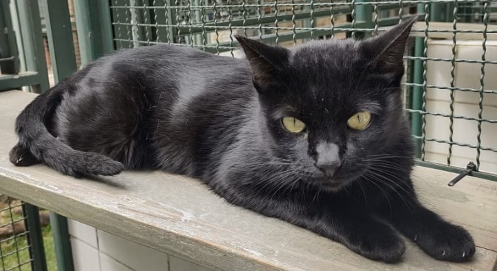 Pantera está deitado em uma tábua de madeira. Seu pelo é preto e seus olhos são amarelos.