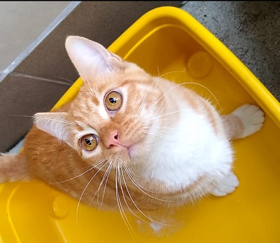#PraCegoVer: Fotografia do gato Pedrinho. Ele tem as cores amarelo e branco. Seus olhos tem a cor laranja