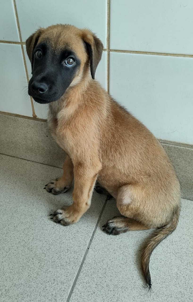 Pedrita possui pelo caramelo com uma mancha preta na região do focinho e olhos. Ela está sentada olhando para a câmera.