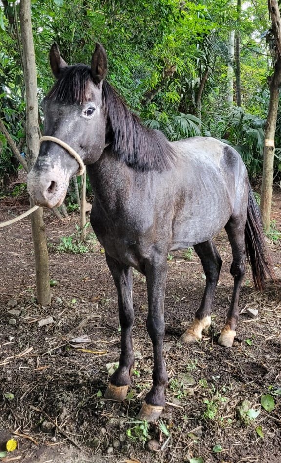 Pegasus tem pelo marrom e está ao ar livre. Ao fundo há algumas plantas.