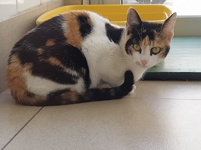 #PraCegoVer: Fotografia da gata Pepe, ela está deitada olhando fixamente para a câmera, suas cores são branco, amarelo e preto, seus olhos são verdes.