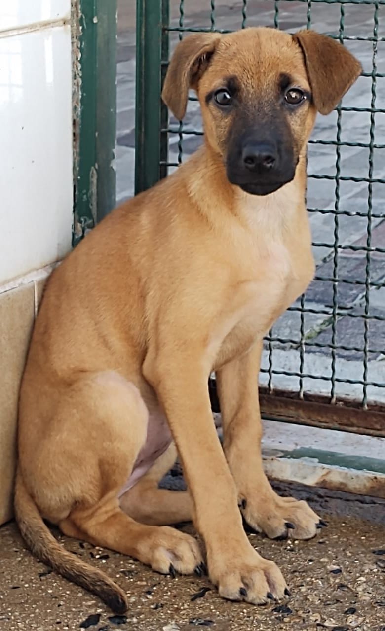 Pepita possui pelo caramelo com uma mancha preta na região do focinho e na cauda. Ela está sentada olhando para a câmera.