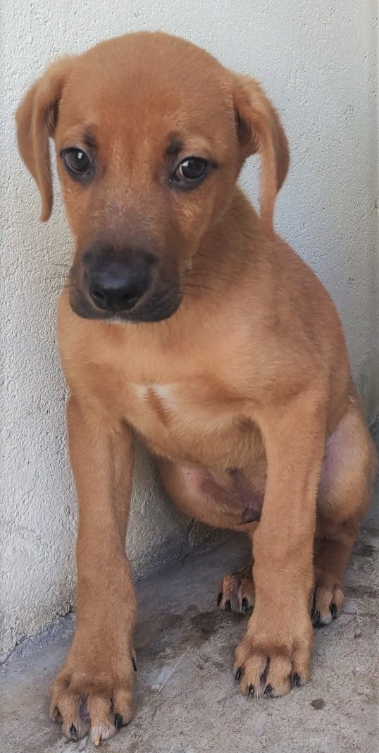 Pietro possui pelo caramelho com uma mancha preta no focinho. Ele está sentado em um chão de concreto.