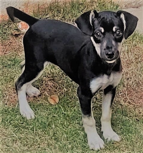 Pimentinha possui pelo preto com manchas beges na região do focinho, das orelhas, do peito e das patas. Ela está em pé olhando fixamente para câmera.