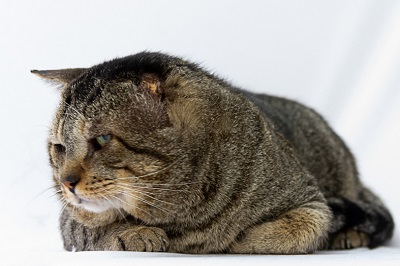 #PraCegoVer: Fotografia do gato Pitty, ele é de cor cinza e tem os olhos verdes