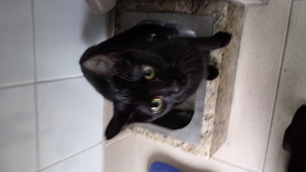 #PraCegoVer: Fotografia do gato Pocket. Sua cor é preto e seus olhos são verdes. Está agachado enquanto é fotografado.