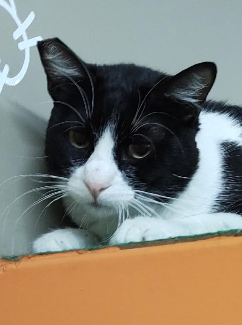 Popó possui pelo preto com manchas brancas na região do focinho, no pescoço e nas patas. Ele possui olhos amarelos e está deitado.