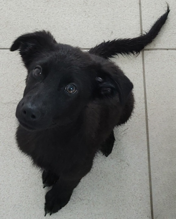 Princesa está sentada no chão olhando para cima. Seu pelo é preto e seus olhos são escuros