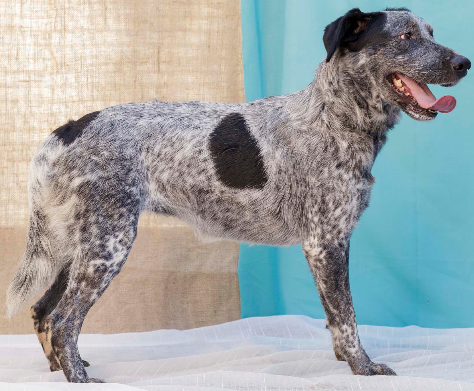 Pryia está de lado na frente de um fundo azul claro. Ela tem o pelo cinza e branco, com algumas manchas pretas espalhadas pelo corpo.