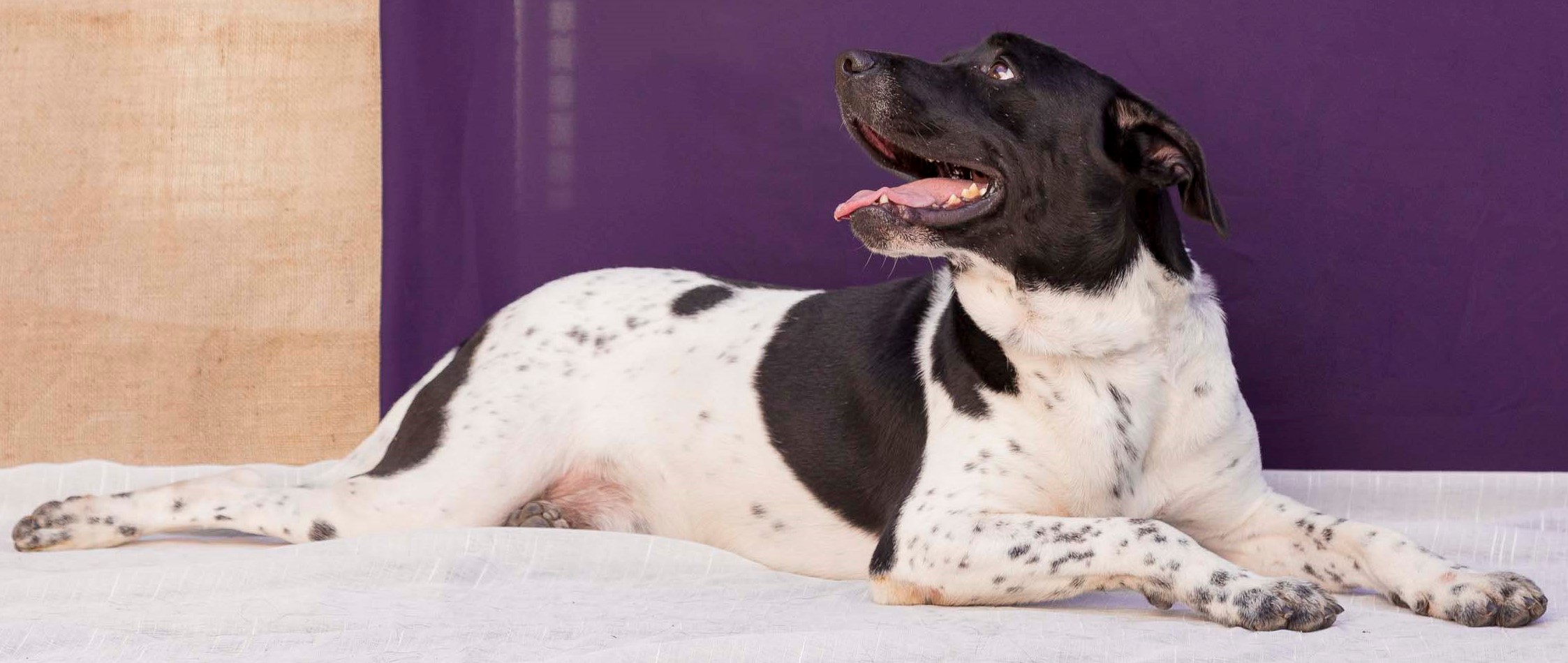 Rama está deitado na frente de um fundo roxo. Ele tem o pelo branco, com algumas manchas pretas espalhadas. A cabeça dele também tem o pelo todo preto. 