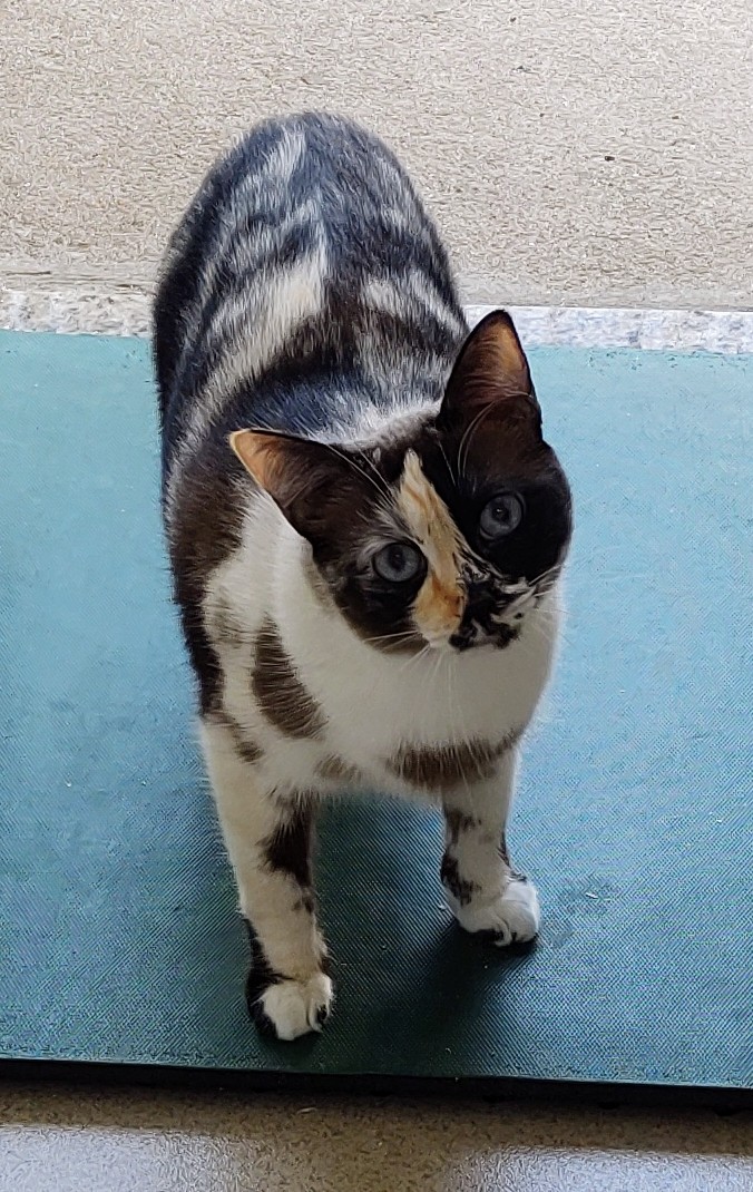 Ravena possui pelo rajado nas cores laranja, branco e preto, com manchas brancas na região do pescoço e patas. Ela está em pé olhando para câmera.