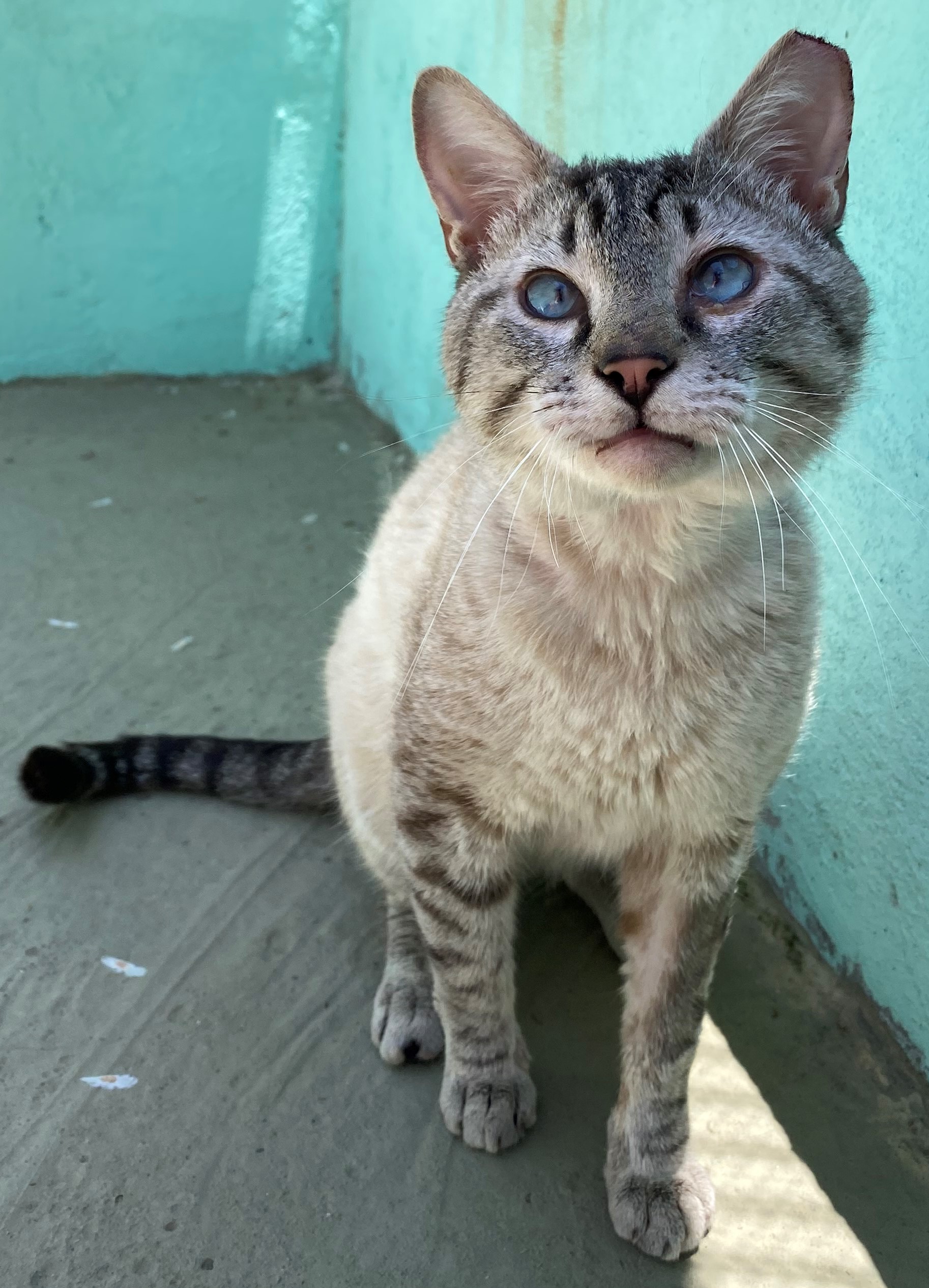 Remo está sentado em frente a um fundo verde. Seu pelo é branco e cinza e seus olhos são azul.