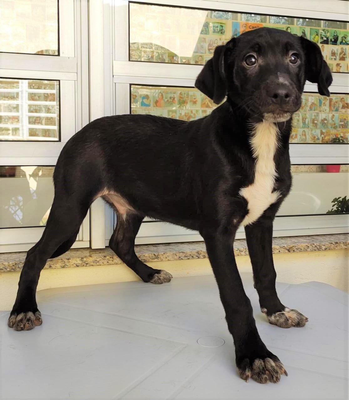 Rocky possui pelo preto com uma mancha branca no peito. Ele tem olhos escuros e está em pé.