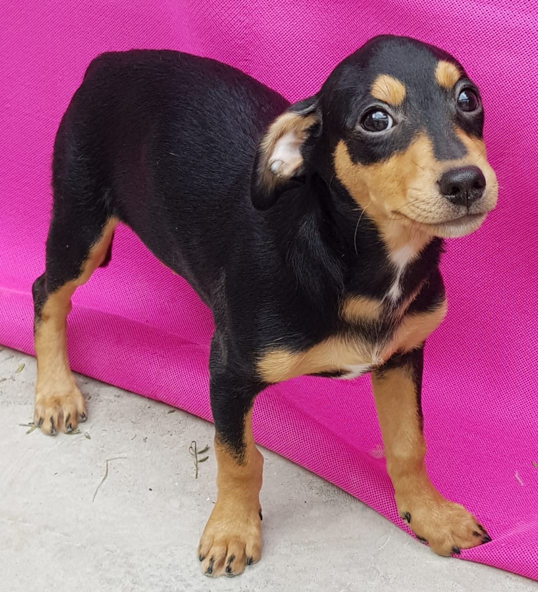 Rubi possui pelo preto com manchas caramelo no focinho, em cima dos olhos, no peito e nas patas. Ela está de pé e atrás dela tem um pano rosa.