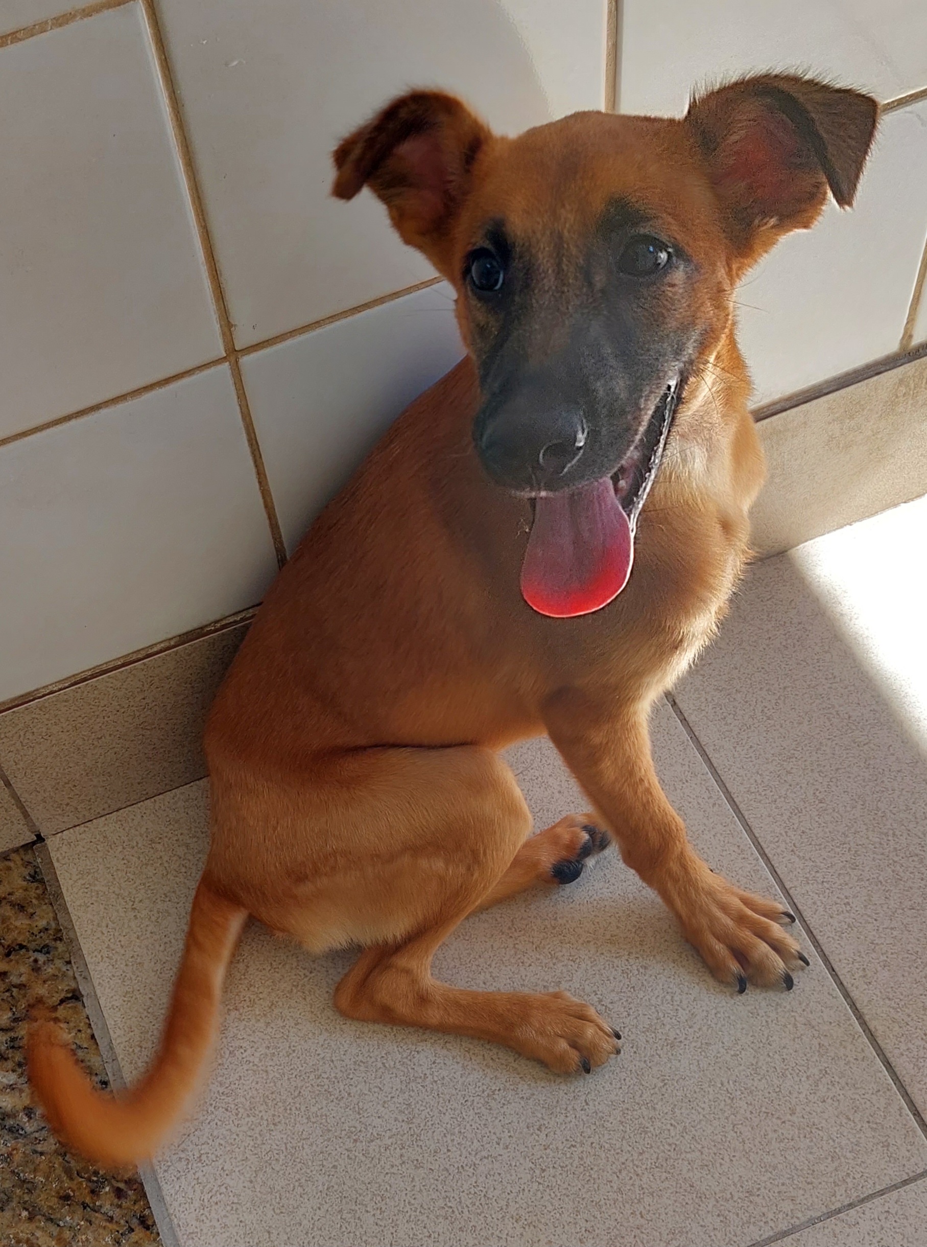 Ruivão é um filhote de cachorro. Tem pêlo caramelo. Está sentado, com a boca aberta e a língua pra fora.