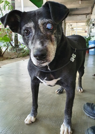 Cachorro idoso, predominantemente preto, com alguns tufos brancos