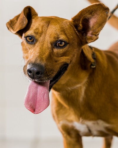 #PraCegoVer: na imagem há um cachorro de pelagem amarela. Ele está em pé com a língua pra fora.