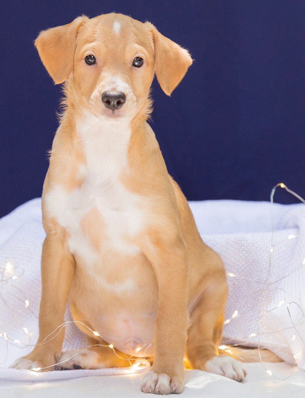 Santorini é um filhote de cachorro. Tem pêlo caramelo e branco. Está sentado sobre um tecido branco e há luzes de Natal sobre o tecido. Ao fundo, uma parede azul.