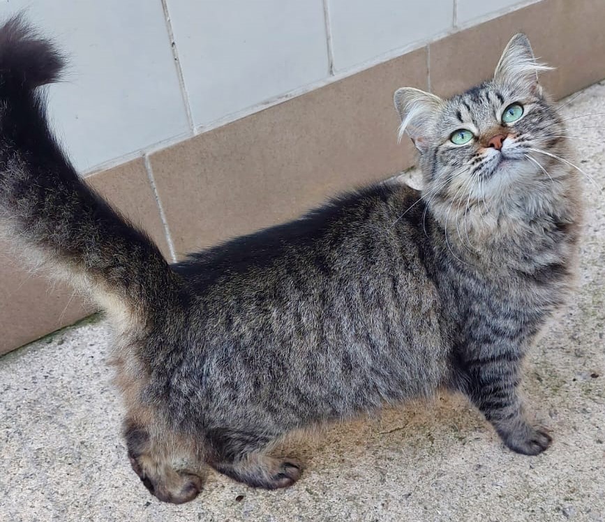 Sarabi está de pé em cima de um balcão. Ela tem o pelo preto com pequenas listras brancas ao longo do corpo e sua cabeça tem o pelo mais claro. Ela também tem os olhos verdes.