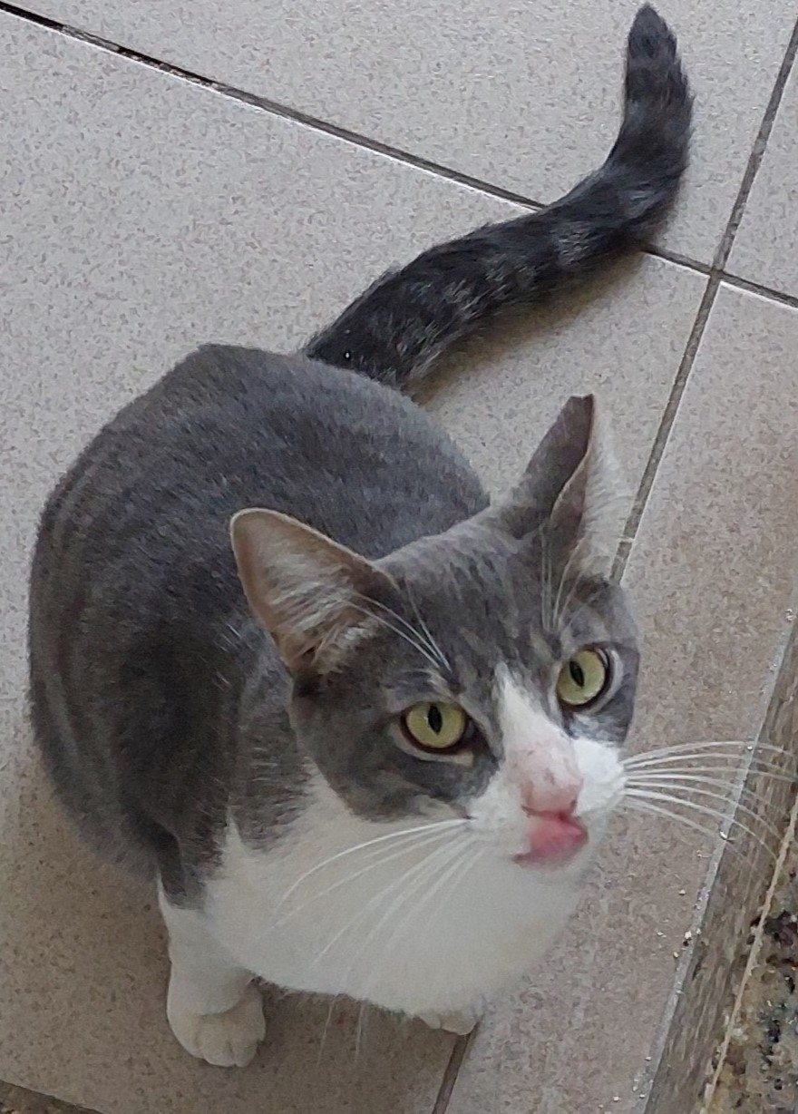 Sargento está de pé e olhando para cima. Seu pelo é cinza nas costas e branco na barriga, já seus olhos são verde claro.