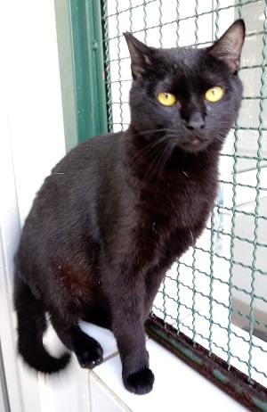 #PraCegoVer: Fotografia do gato Sirius, ele está de pé olhando fixadamente para a câmera. Ele tem a cor preto e os olhos amarelo.